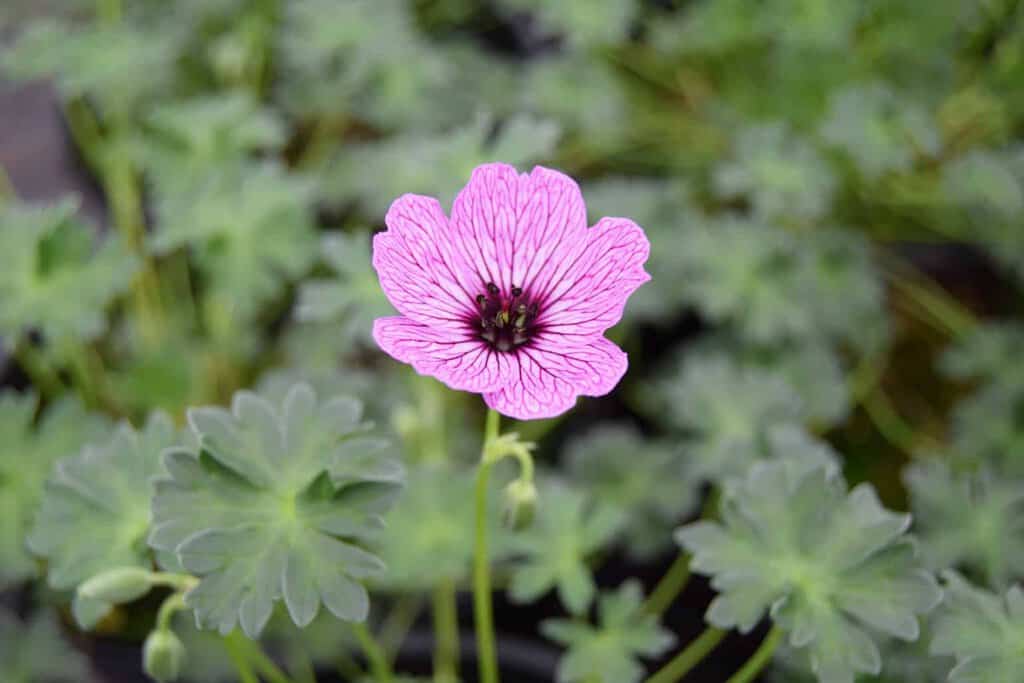 Geranium cinereum 'Ballerina' ---